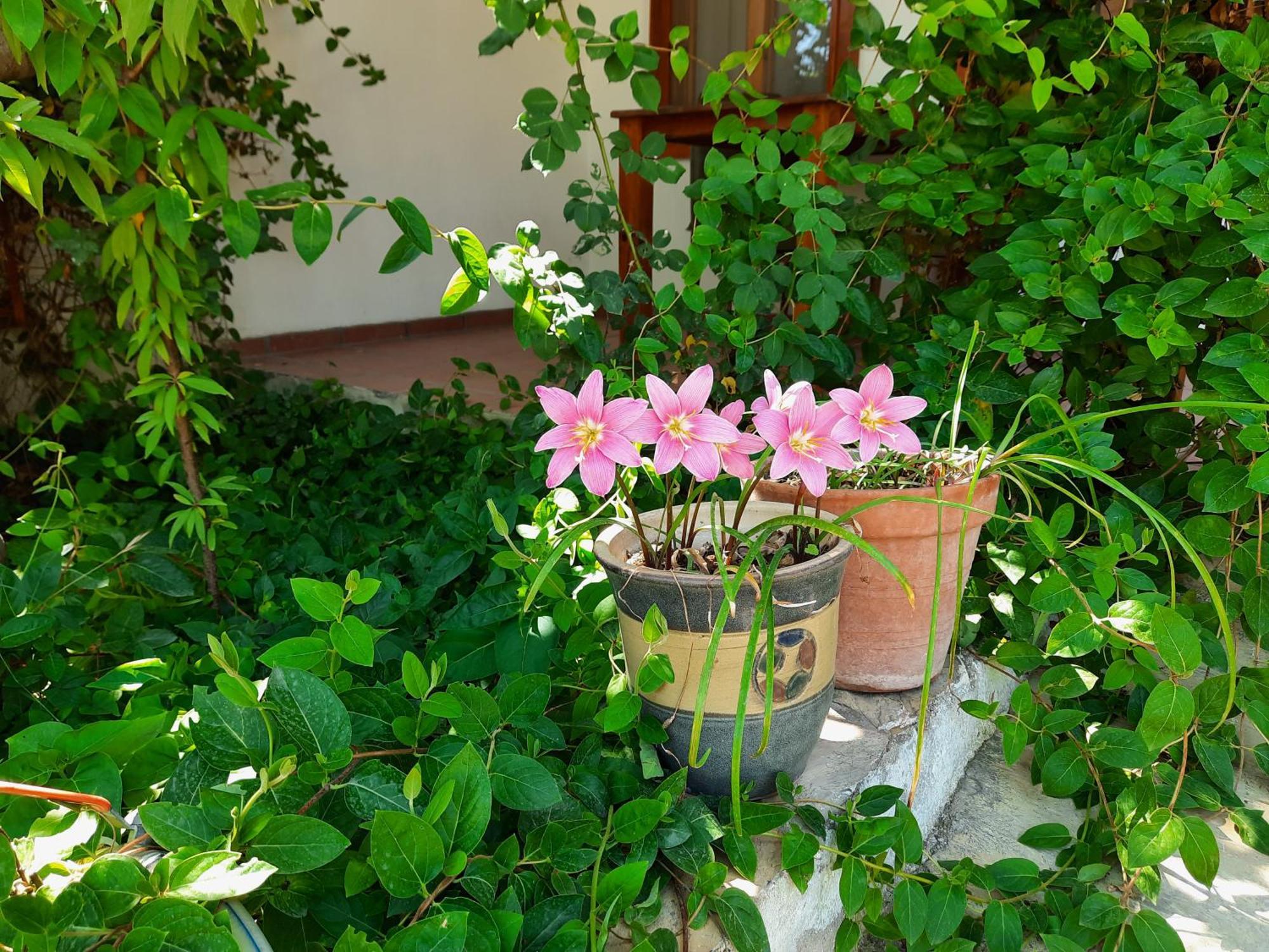 Ionia Guest House Aydin Ngoại thất bức ảnh